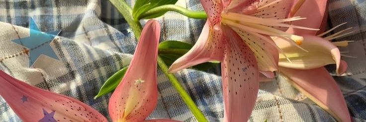 delilah banner