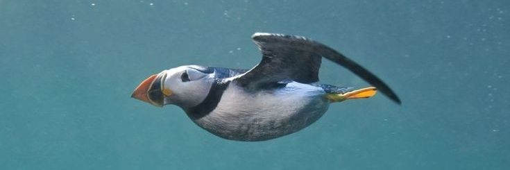 bright puffin's banner