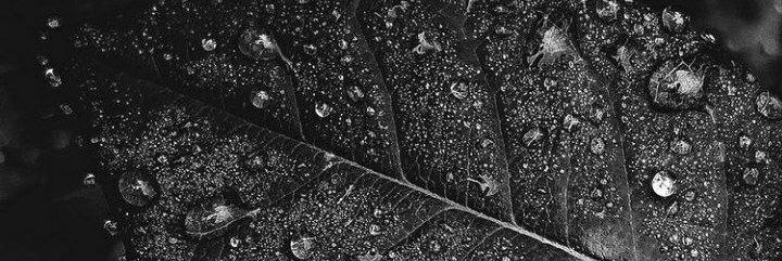 Hy_breeed's profile banner image