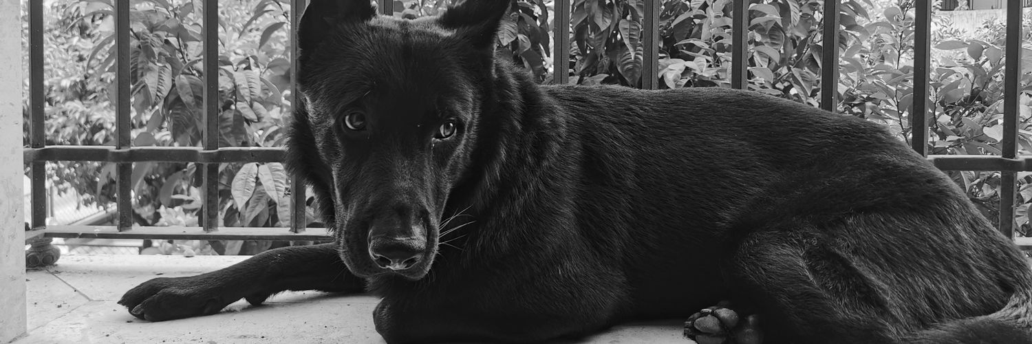 AliSalander's profile banner image