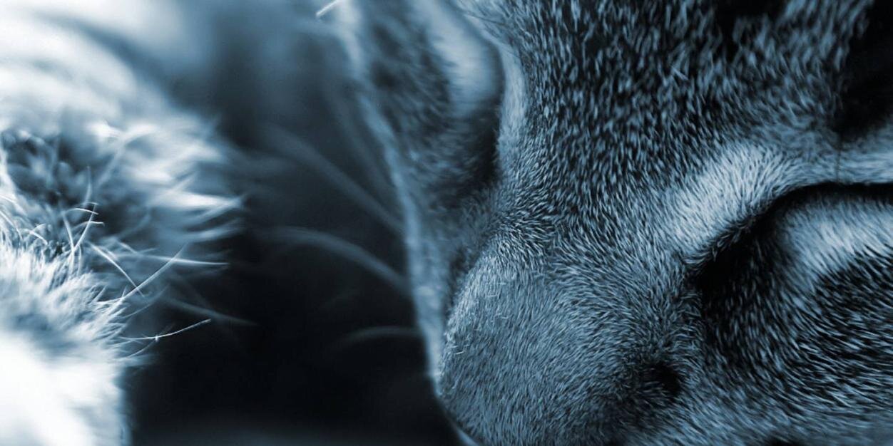 RosetFortune's profile banner image