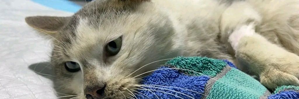 STRAYS OF IRINA UA 😿's banner