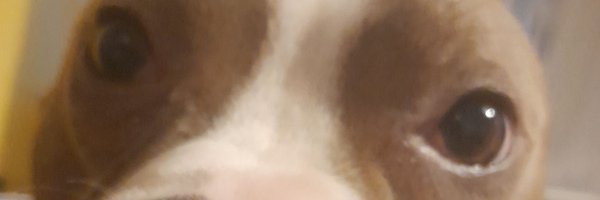 TimDavi43441164 Profile Banner