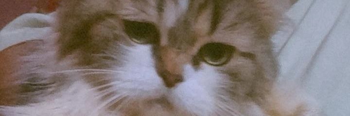 MavisVampire31's profile banner image