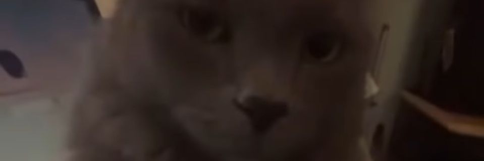 iamfartknocker's profile banner image