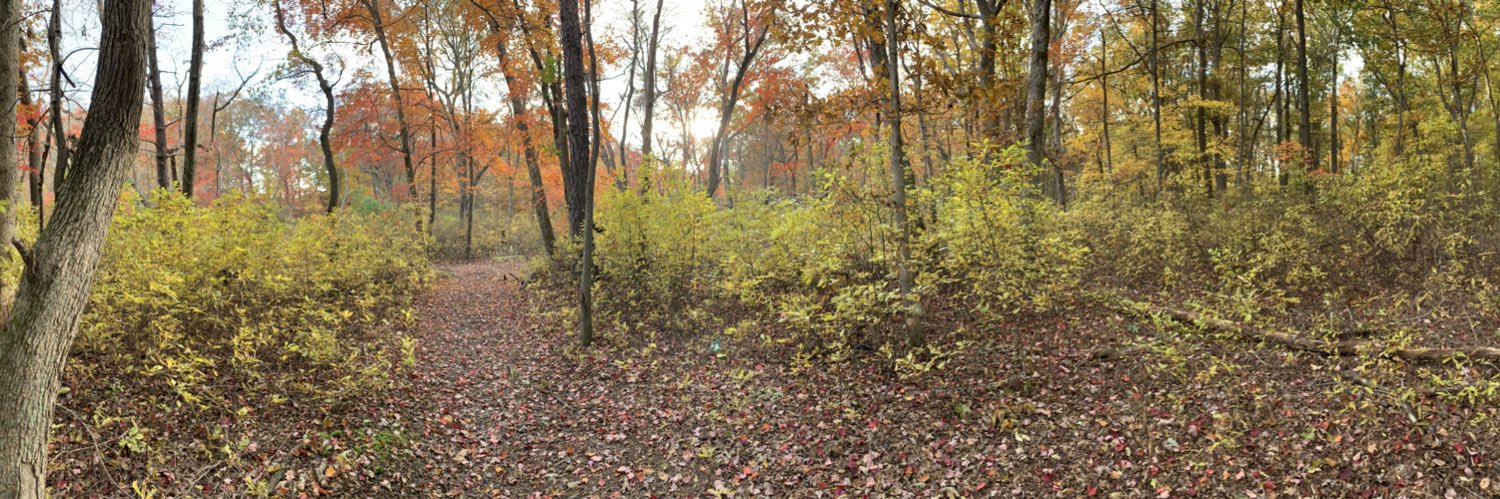 Sarah Mulhern Gross banner