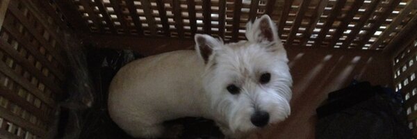 liamyates Profile Banner