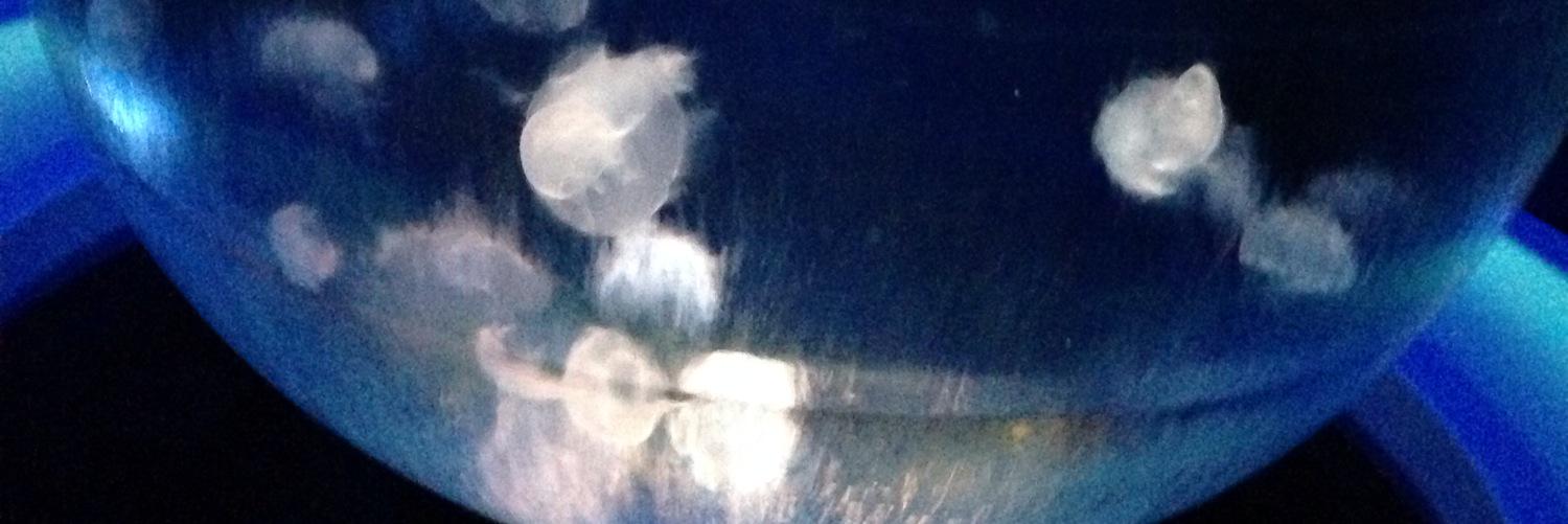 r0s2e7's profile banner image