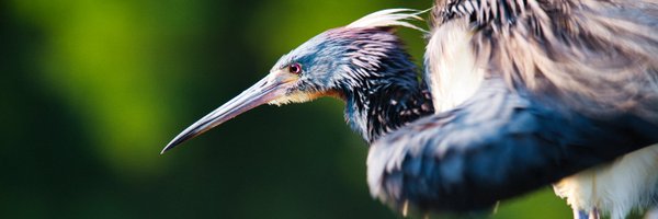 aWanderingMind5 Profile Banner