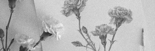 nibiryu's profile banner image