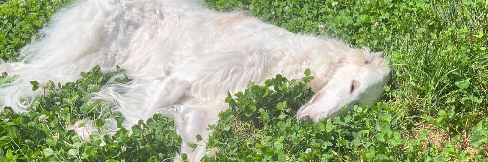Cheapdog banner