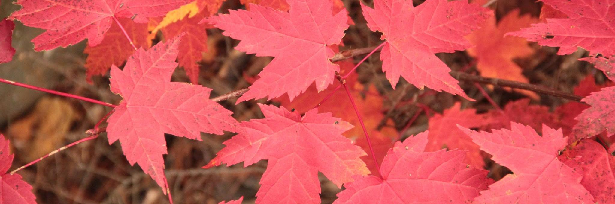 ｔᗝ𝐦ⓔℝ banner