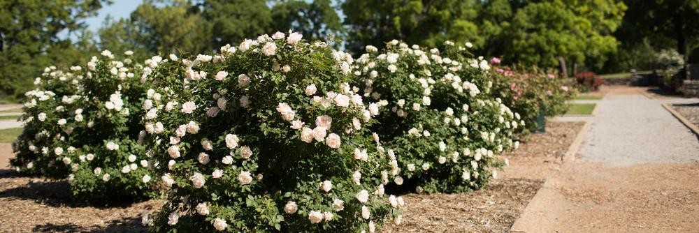 TulsaGardenCtr's profile banner image