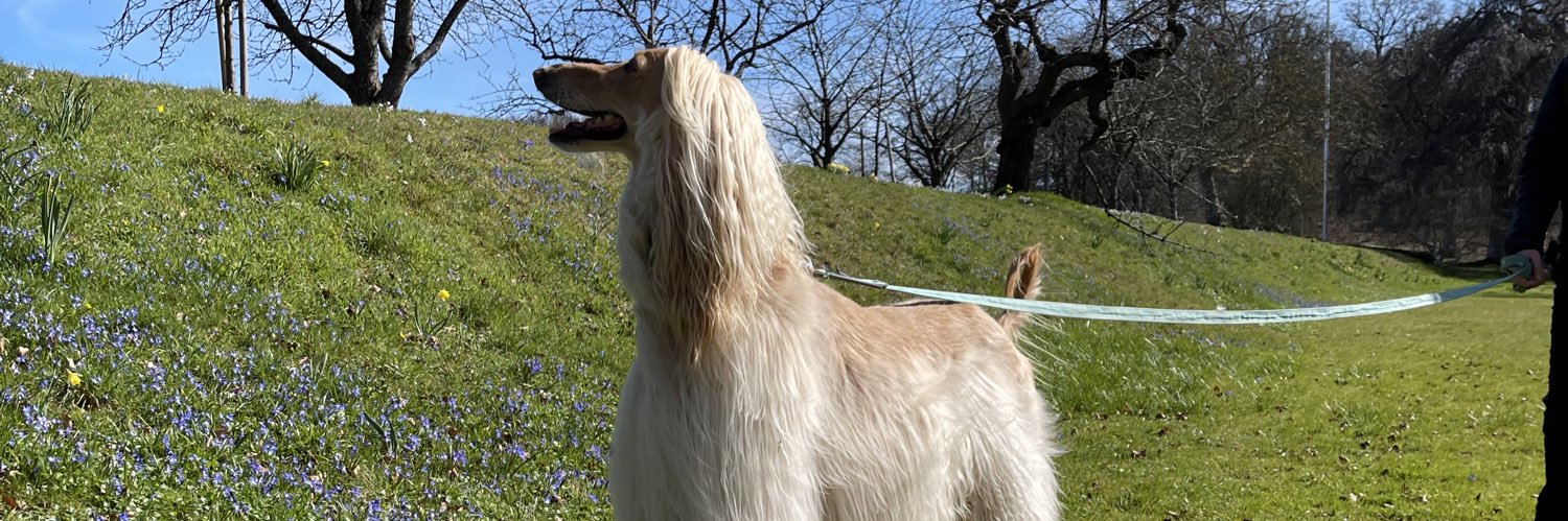 Legolas the Afghan Hound banner