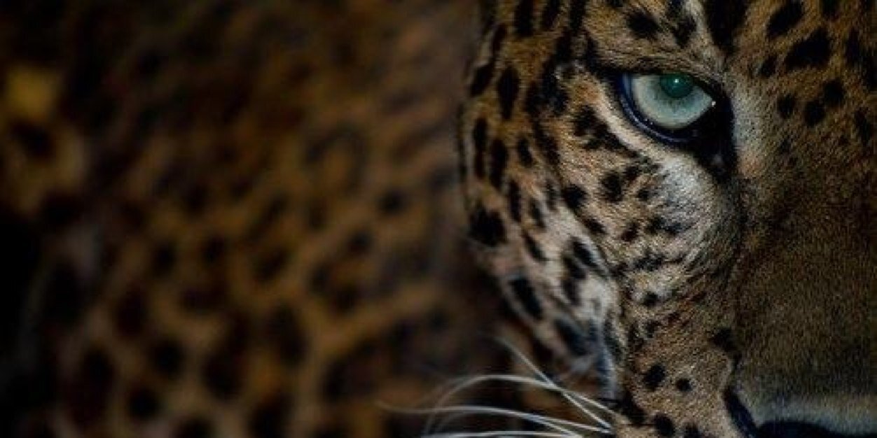 itzeldelatorree's profile banner image