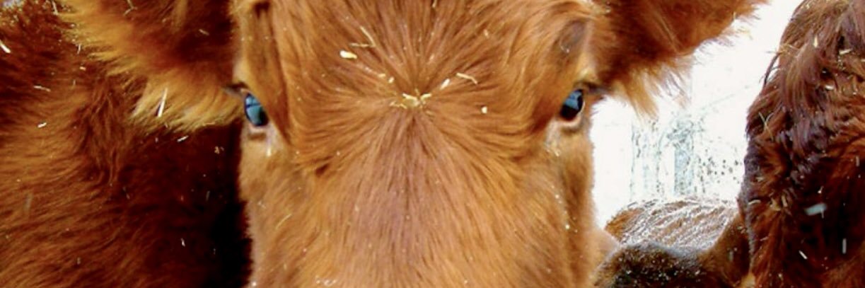 cjnobleatncfa's profile banner image