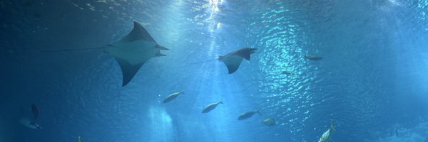 fishindenial2 Profile Banner