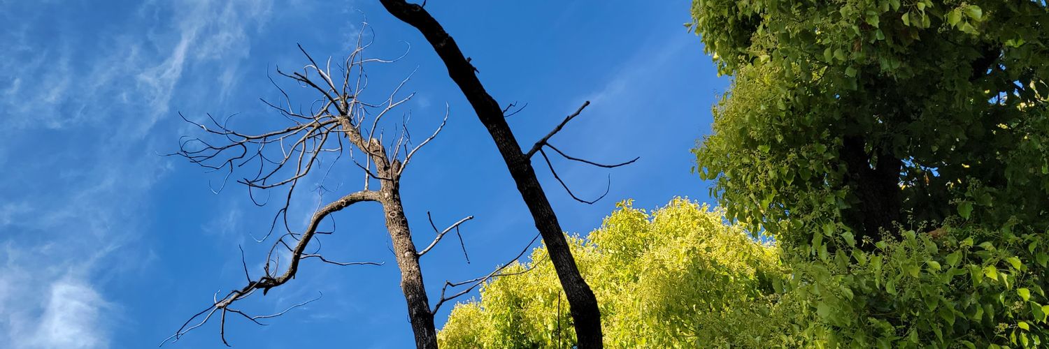 SeverinkaSol's profile banner image