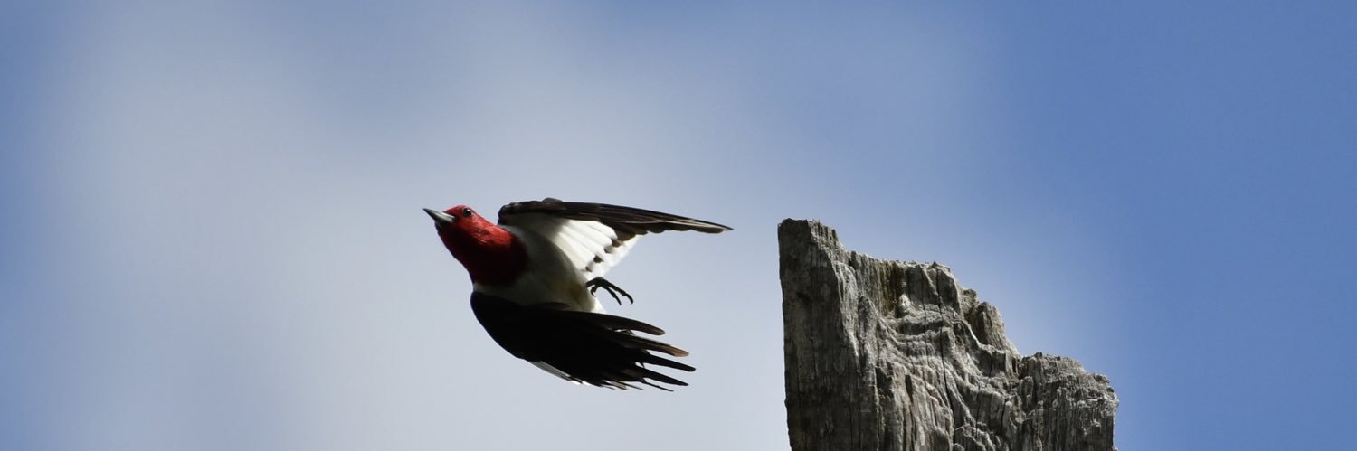 willie wagtail banner
