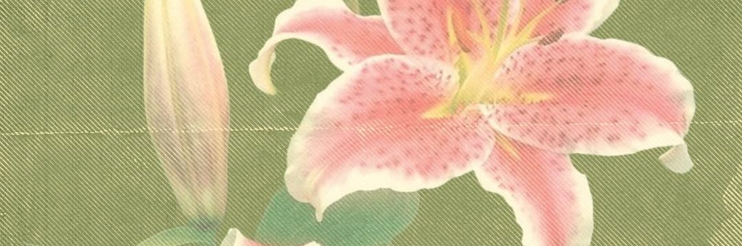 alma ⋆˚࿔ banner