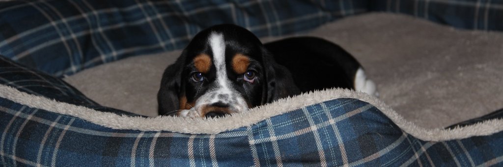 chiggero's profile banner image