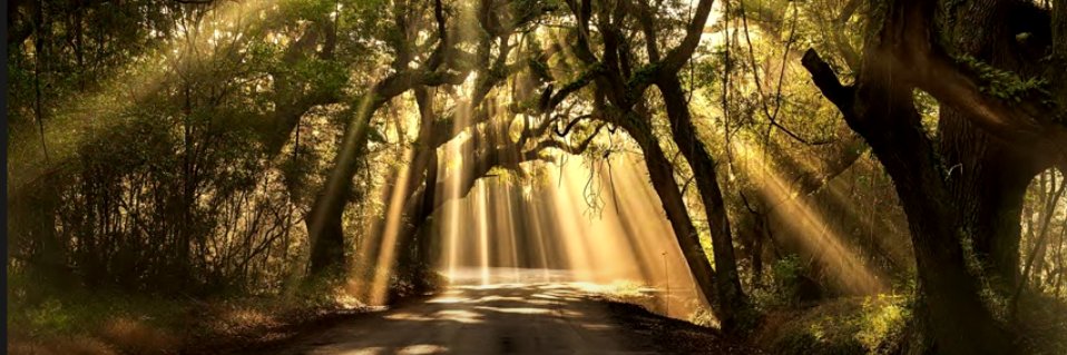 Emil Sinclair - für Frieden&(Meinungs)Freiheit banner