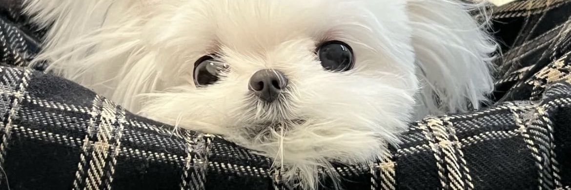 friedpork. banner