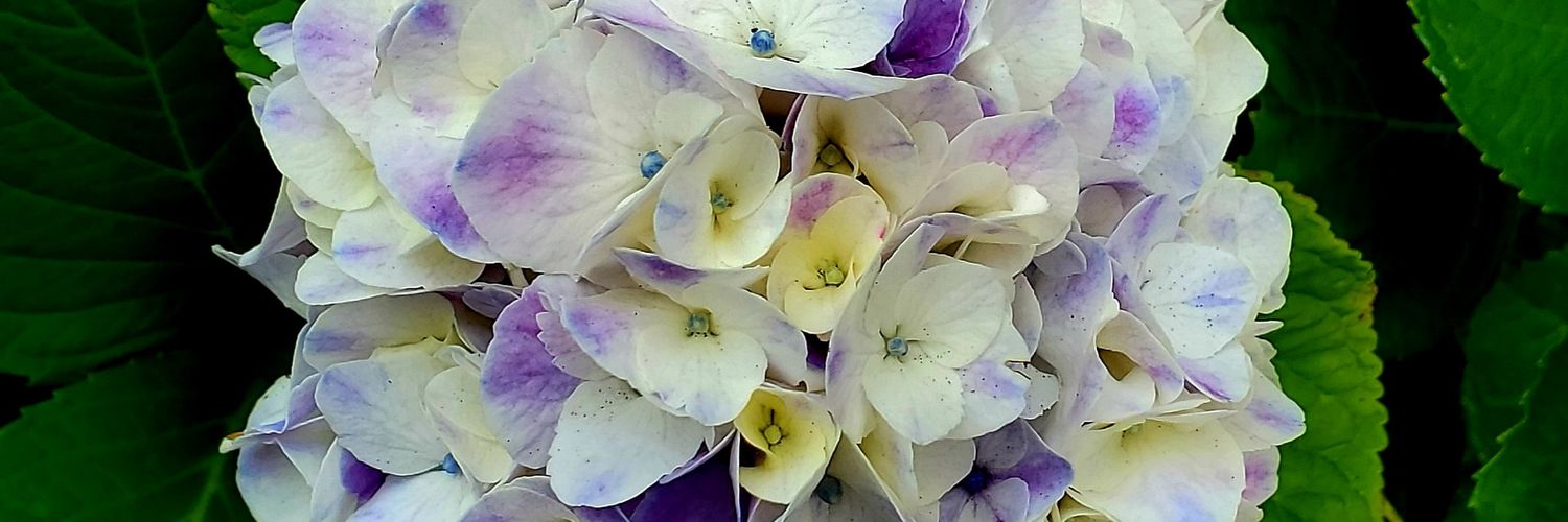 SandraPearsall5's profile banner image