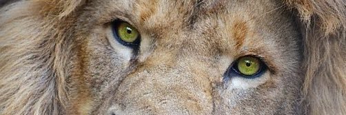 rusitopierini's profile banner image