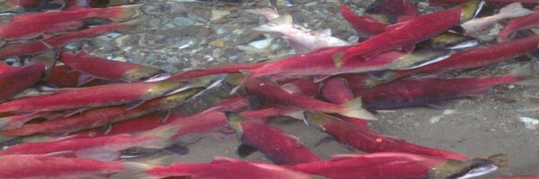 salmondefense Profile Banner