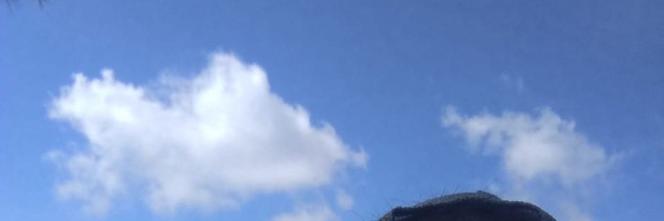 aan_afrnsh banner