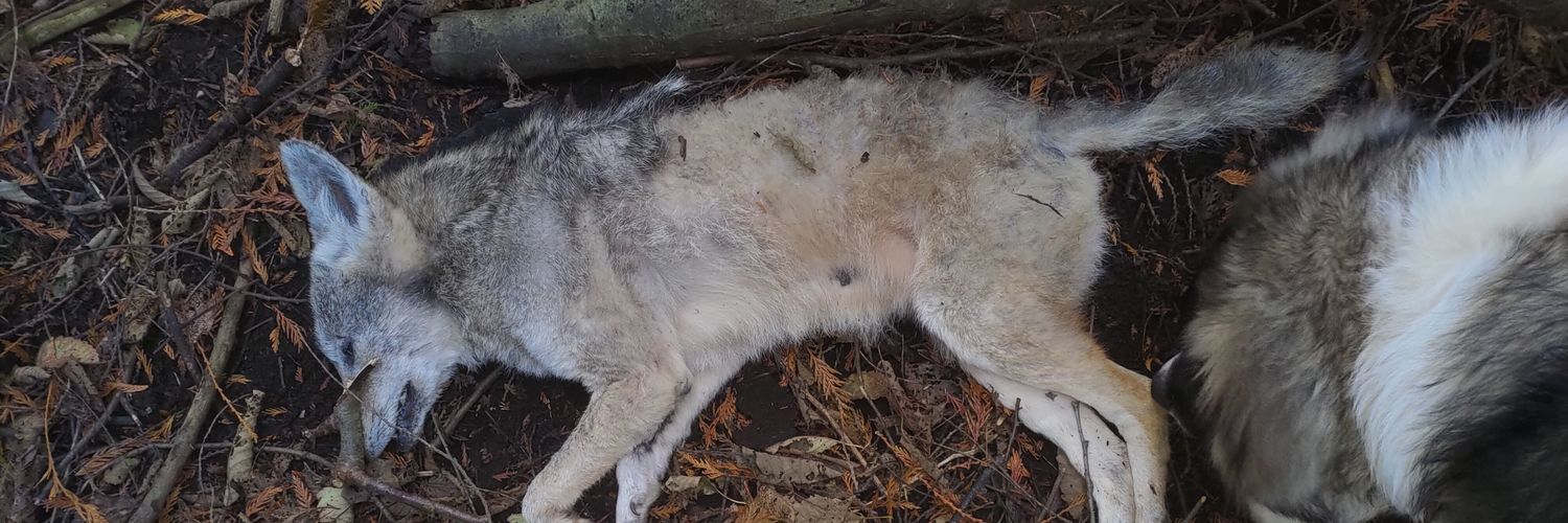 David Forslund banner