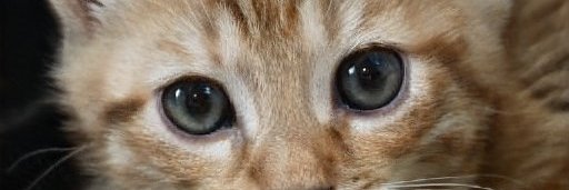 Michell96822483's profile banner image
