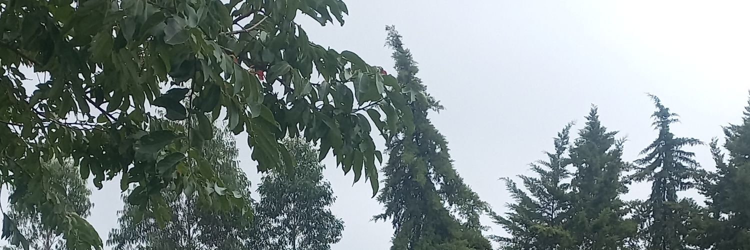 Levi Albert banner