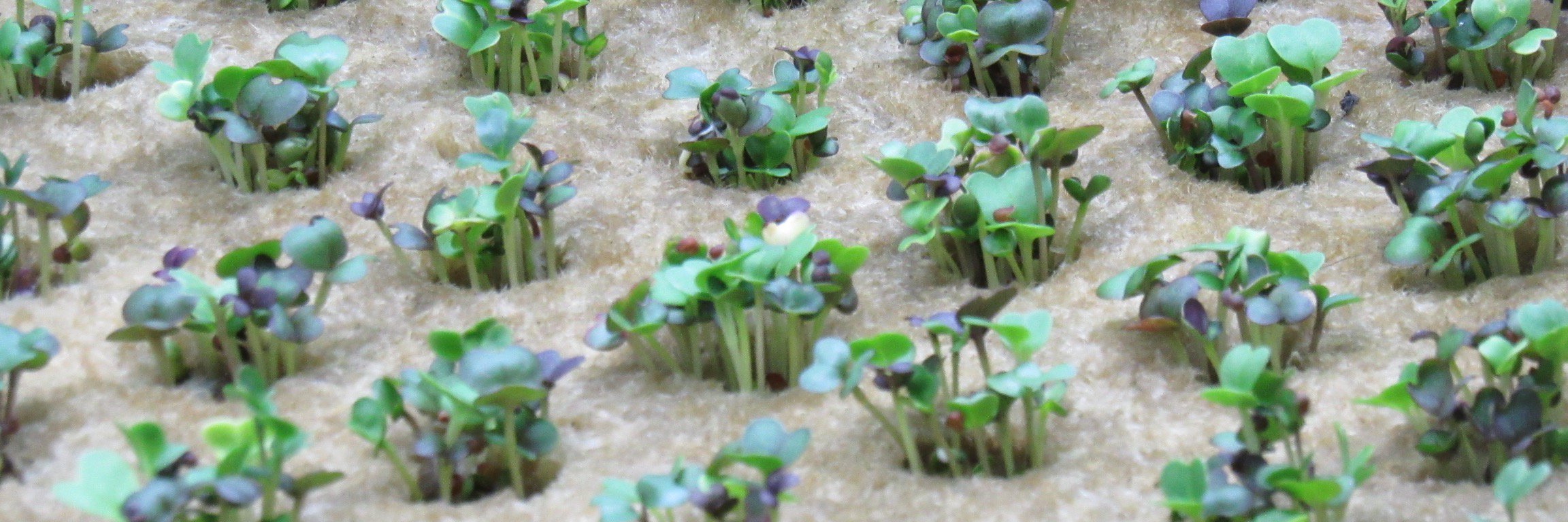 UrbanFarmBoss's profile banner image