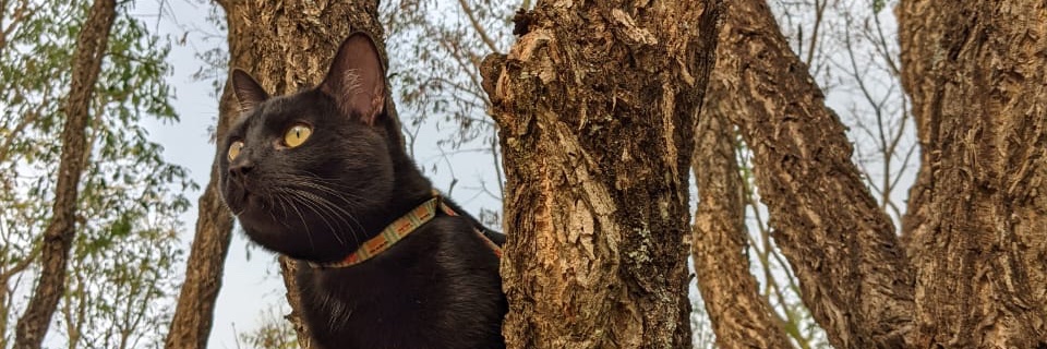 juumeira_'s profile banner image