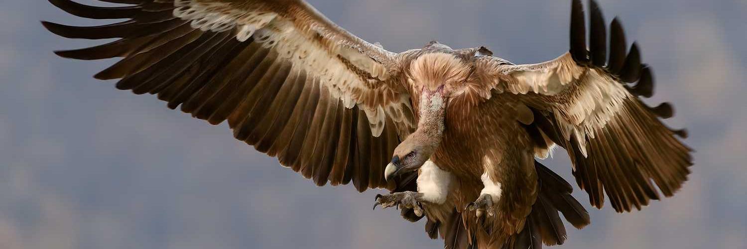 احمدجمعه ابوشنب❤️ Memecoin banner