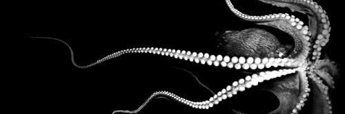 estefsienra's profile banner image