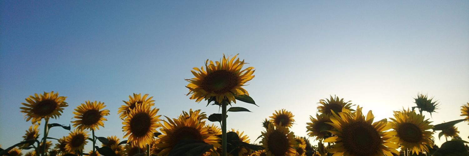 Sunflower_gin's profile banner image