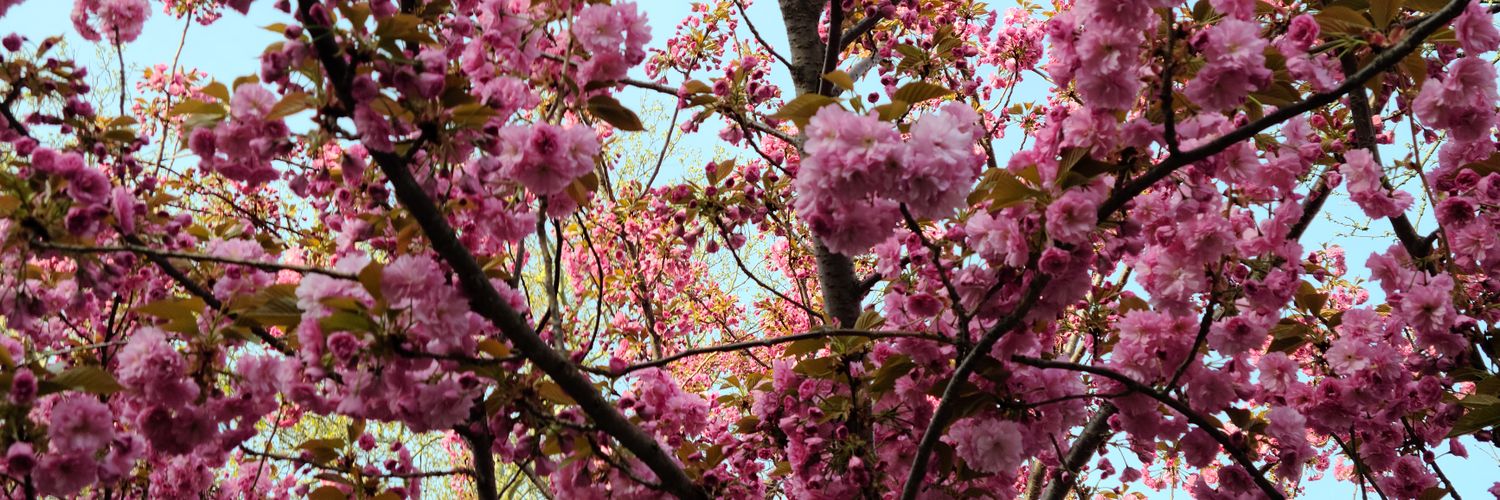 Jillian Rudes banner