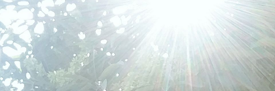 BunReNo's profile banner image
