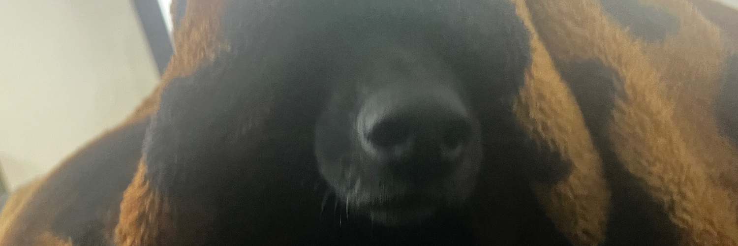willyanefalcao's profile banner image