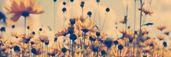 haileynewt's profile banner image