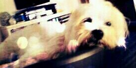 CapozzaLina's profile banner image