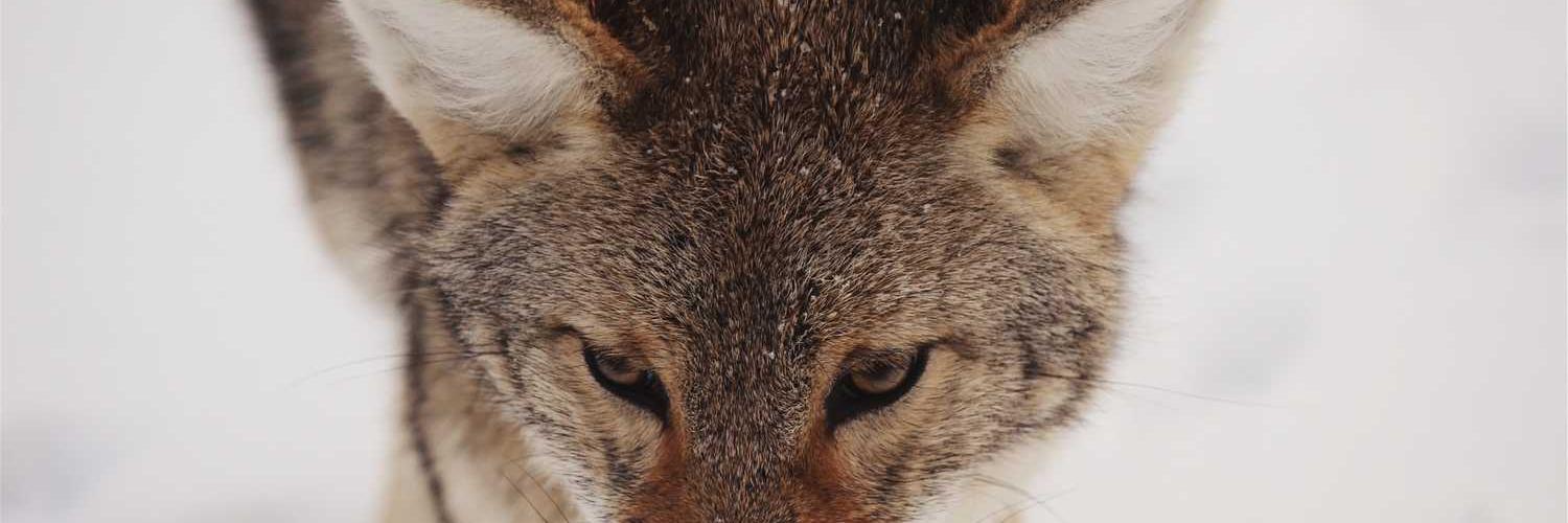 عبد الله ❤️ Memecoin banner