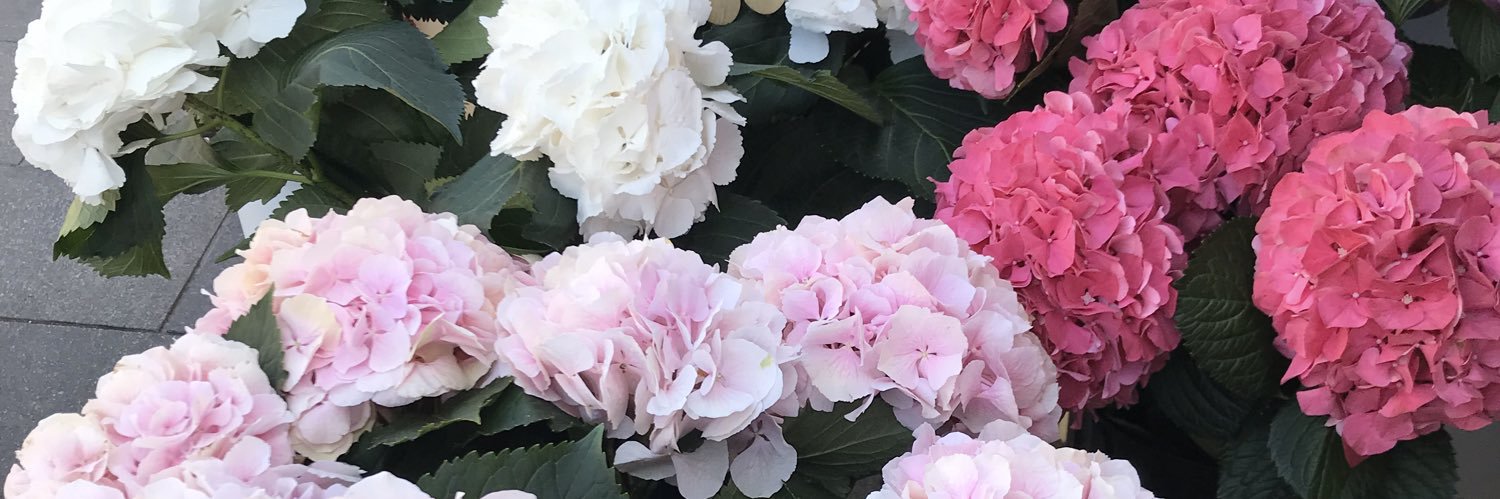 dagemamo's profile banner image