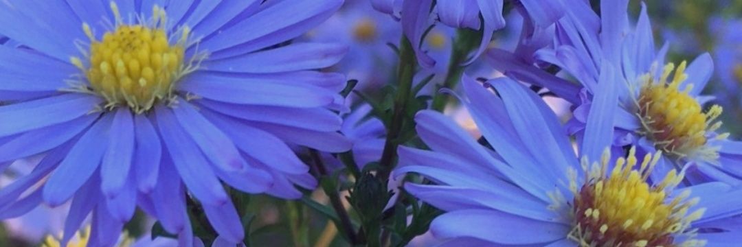 Berfîn Huseynî banner