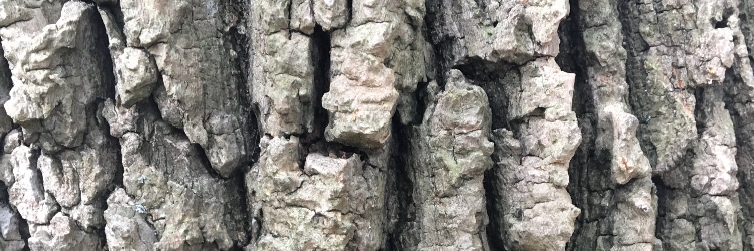 robtannen's profile banner image