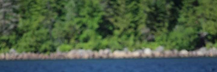Pascal Roy banner