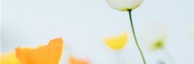 Clark banner